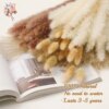 Bouquet de Pampas Naturelles Séchées