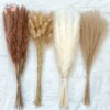Bouquet de Pampas Naturelles Séchées